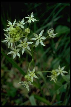 Image of common star lily