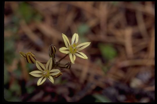 Sivun Triteleia ixioides (Dryand. ex W. T. Aiton) Greene kuva