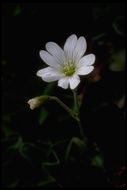 Image of field chickweed