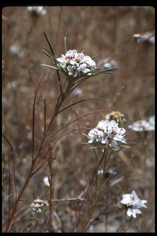 Image of sticky western rosinweed