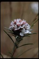 Image of sticky western rosinweed