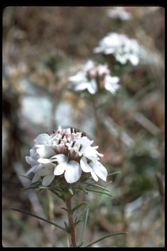 Image of sticky western rosinweed