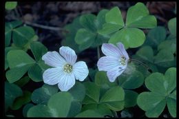 Image of redwood-sorrel