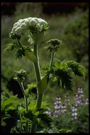 Plancia ëd Heracleum sphondylium subsp. montanum (Schleicher ex Gaudin) Briq.