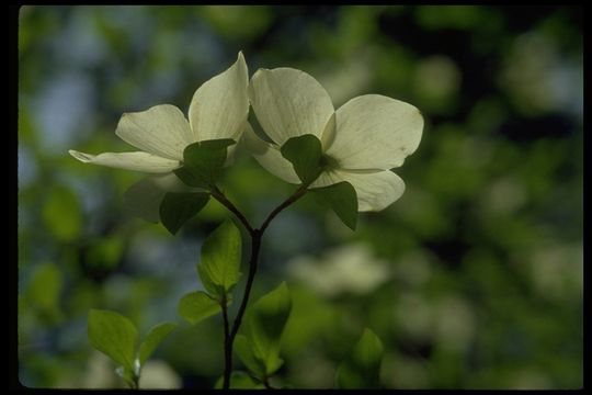 Image of Pacific dogwood