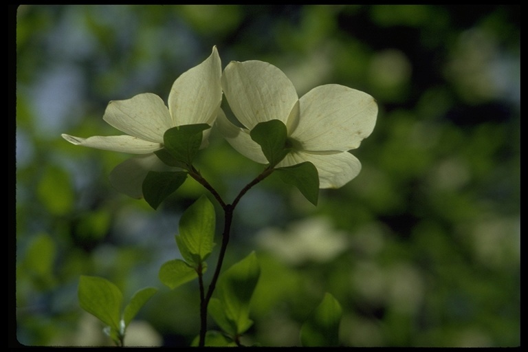 Image of Pacific dogwood