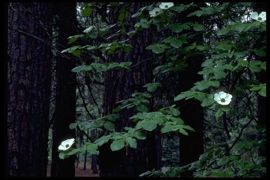 Image of Pacific dogwood