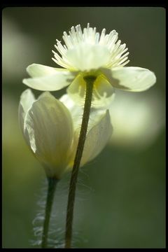 Image of Platystemon californicus Benth.