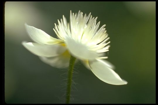 Image of Platystemon californicus Benth.