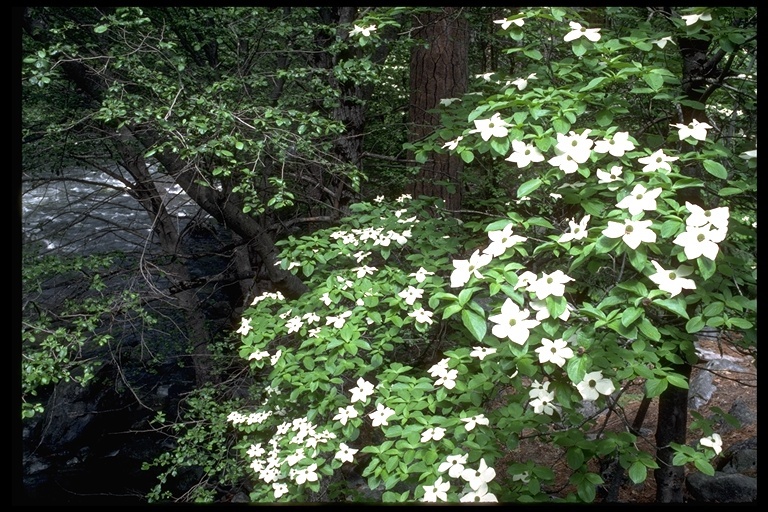 Image of Pacific dogwood