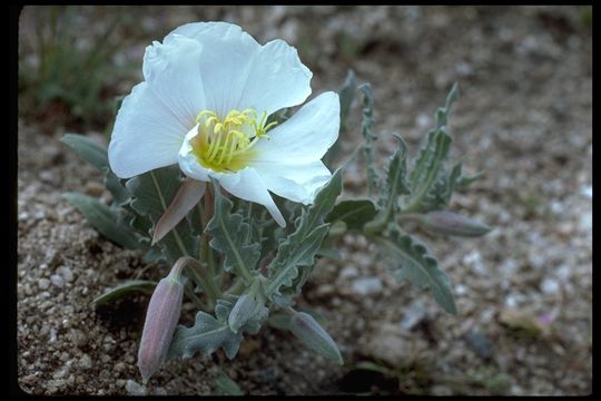 Plancia ëd Oenothera californica (S. Wats.) S. Wats.