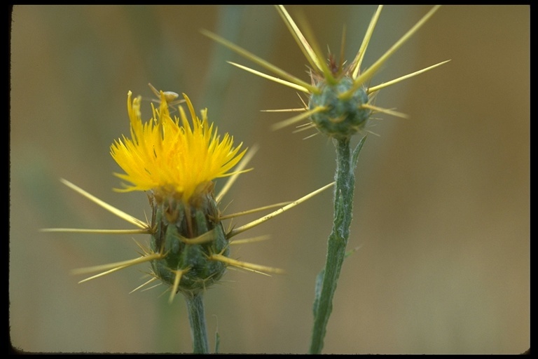 Image of yellow star-thistle