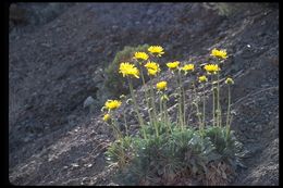 Image of Panamint daisy