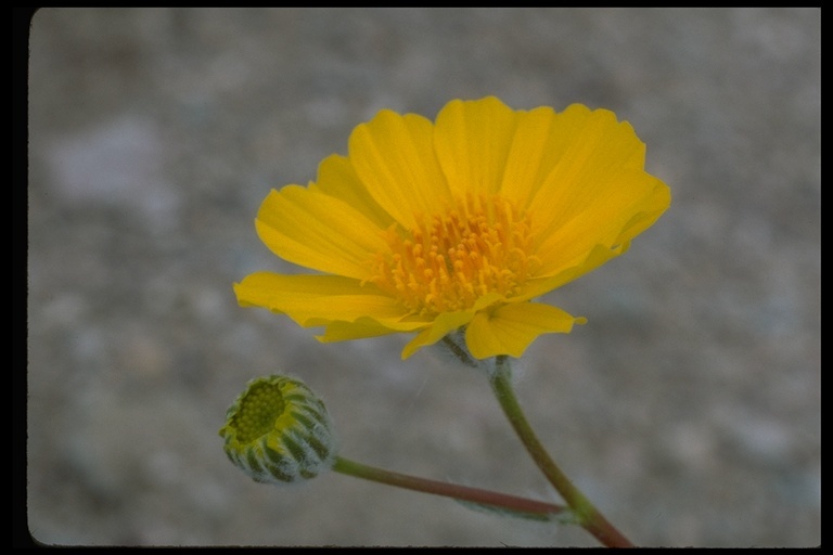 Geraea canescens Torr. & A. Gray的圖片