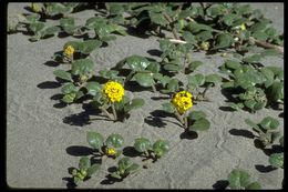 Image of coastal sand verbena