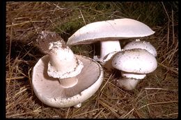 Image of Horse Mushroom