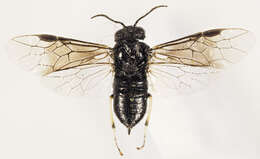 Image of Allantinae