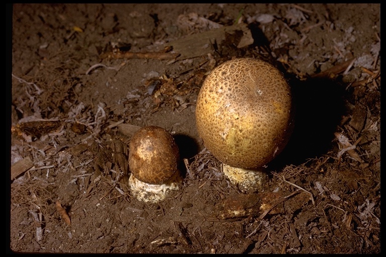 Image of Agaricus augustus Fr. 1838