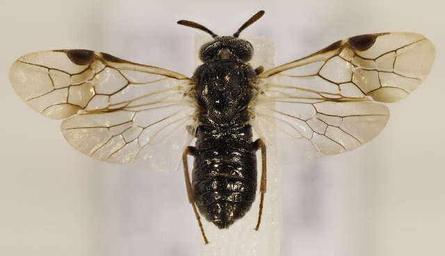 Image of Sterictiphora