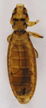 Laemobothriidae resmi