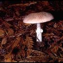 Image de Agaric blanc sanguinolent