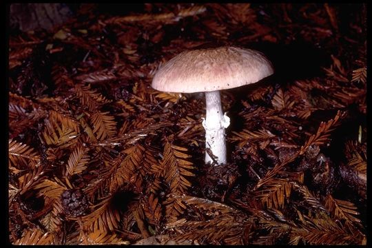 Agaricus benesii (Pilát) Pilát 1951 resmi