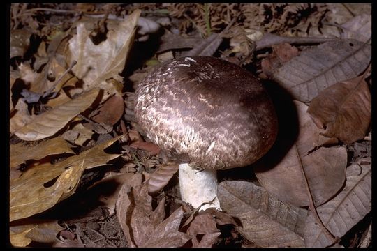 Plancia ëd Agaricus hondensis Murrill 1912