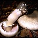 Image de Agaricus placomyces Peck 1878