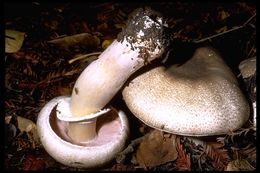 Image of Eastern Flat-topped Agaricus