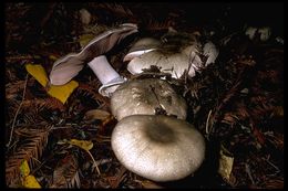 Image of Eastern Flat-topped Agaricus