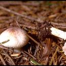 Image of Rosy Wood Mushroom