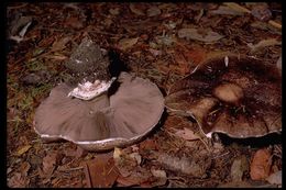 Plancia ëd Agaricus subrutilescens (Kauffman) Hotson & D. E. Stuntz 1938