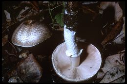 Agaricus subrutilescens (Kauffman) Hotson & D. E. Stuntz 1938 resmi