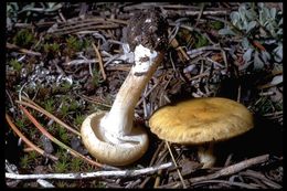 Image de Agrocybe précoce