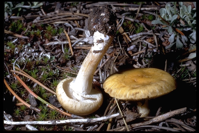 Image of Agrocybe praecox (Pers.) Fayod 1889