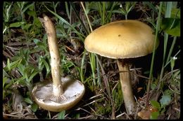 Image de Agrocybe précoce