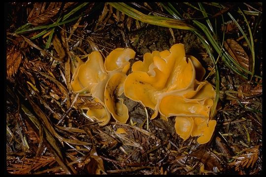 Image of Orange peel fungus