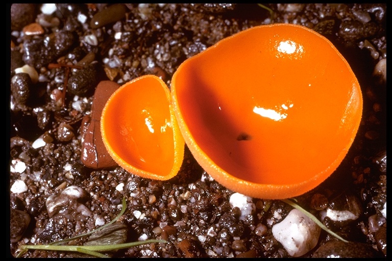 Image of Orange peel fungus