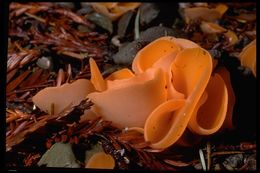 Image of Orange peel fungus