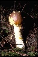 Image of Yellow spotted amanita