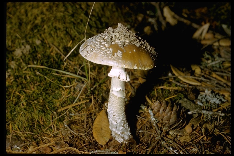 Image of Yellow spotted amanita