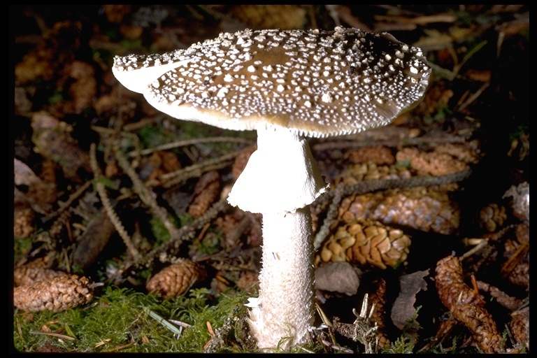 Image of Amanita