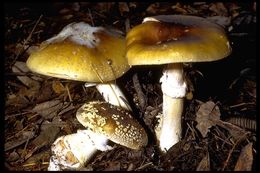 Image of Yellow spotted amanita