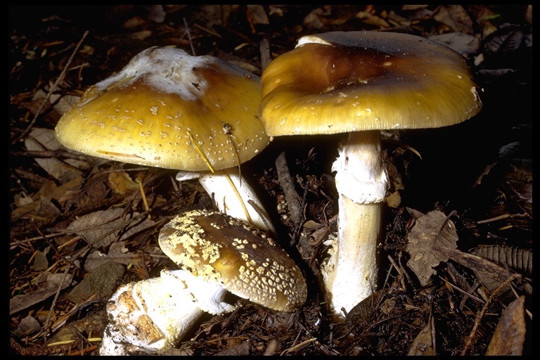 Image of Amanita franchetii (Boud.) Fayod 1889