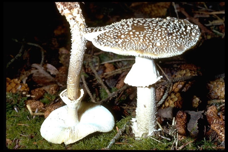 Image of Amanita