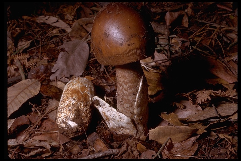 Image of Amanita