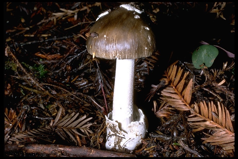 Image of Amanita