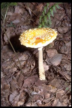 Image of Fly agaric