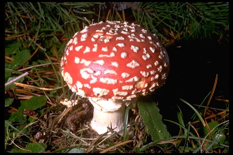 Image of Fly agaric