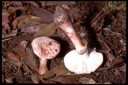 Plancia ëd Amanita novinupta Tulloss & J. Lindgr. 1994